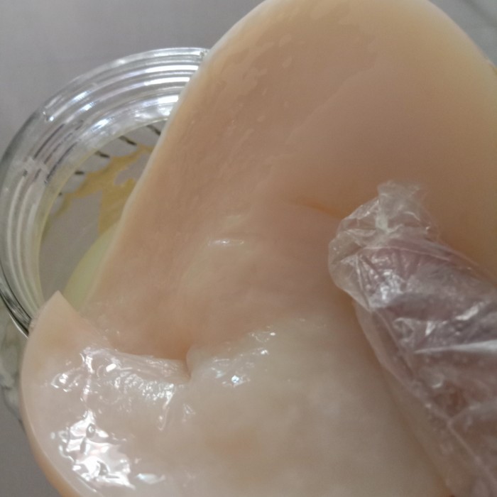 

scoby cuka apel+starter cuka apel ukuran besar