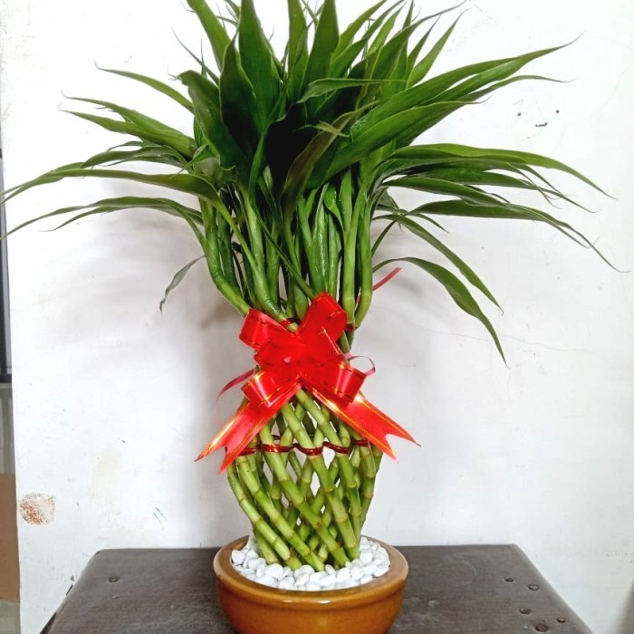 PAJANGAN/HIASAN/DEKORASI RUMAH/KANTOR BAMBU HOKI GUCI MINI VARIGATA