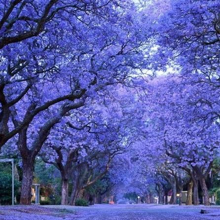 Benih / Seeds Blue Jacaranda Pretty Tree Pohon Biru - Ungu