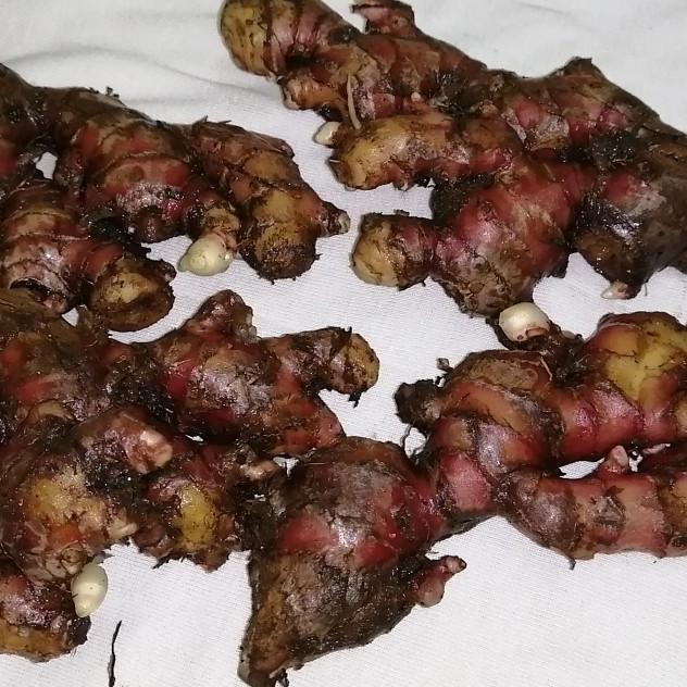 

Jahe Merah (Jahe Pilihan) 1 Kg