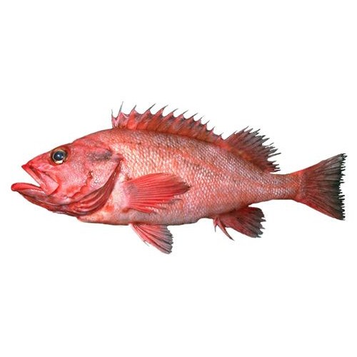 

Ikan lencam segar ukuran 500 gram