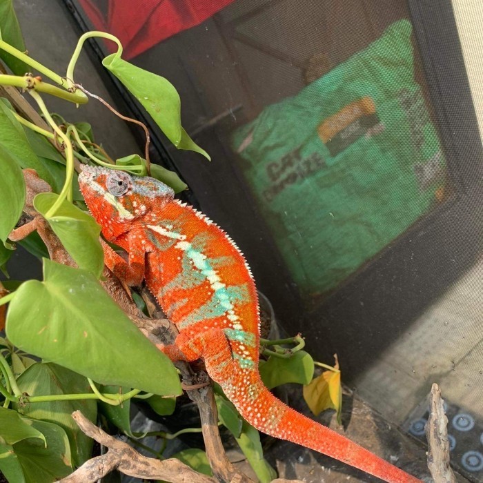 PANTHER CHAMELEON AMBILOBE RED BODY BLUE BAR ( RBBB )