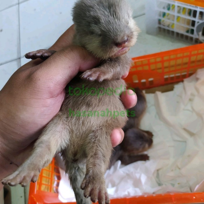 baby otter murah