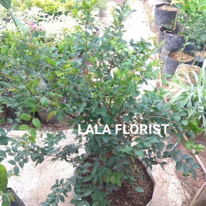 bibit tanaman buah anggur brazil jaboticaba