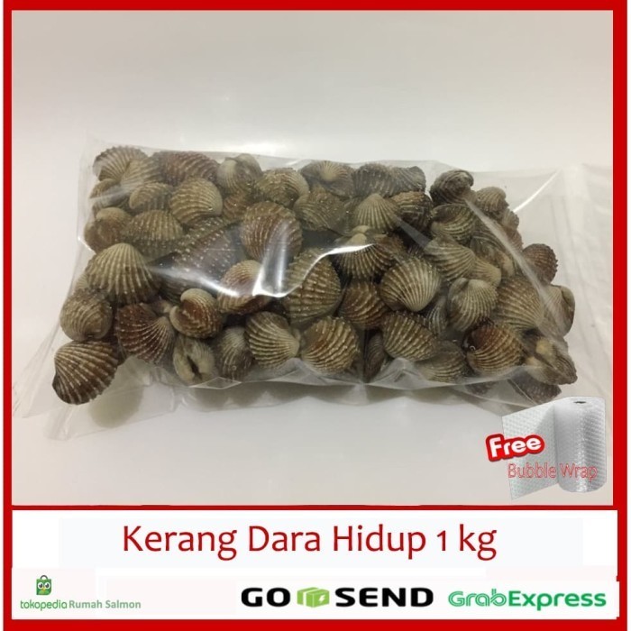 Kerang Dara 1 Kg Segar / Kerang Dara Segar / Kerang Dara Hidup Segar
