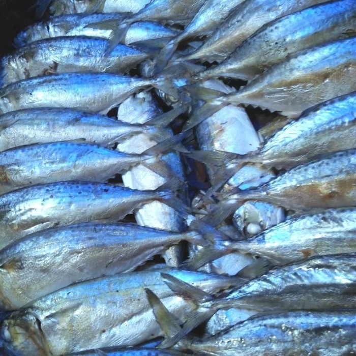

Ikan Gembung Rebus