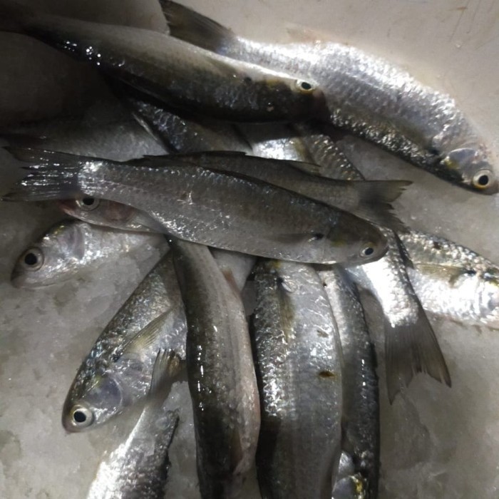 

Ikan Belanak Segar