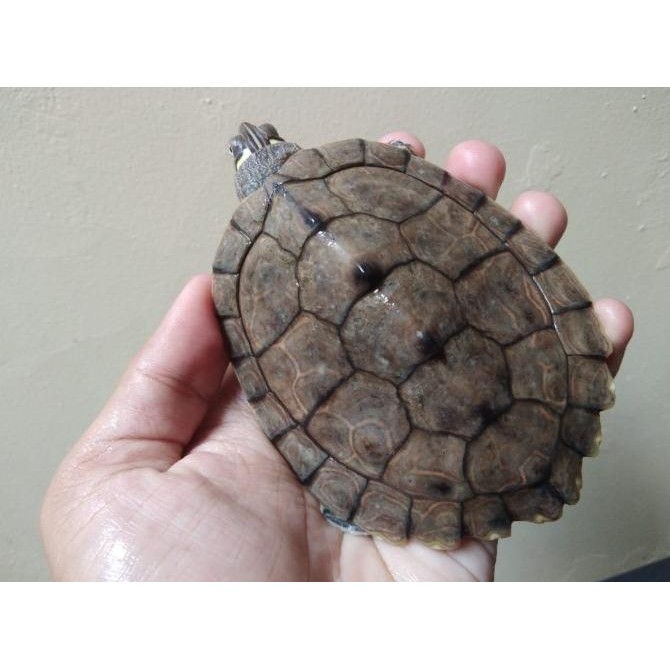 

Map Turtle