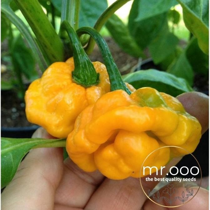 NEW PRODUK BENIH PEPPER/CABE - HOT - YELLOW SCOTCH BONNET - 10 BENIH - IMPORT 