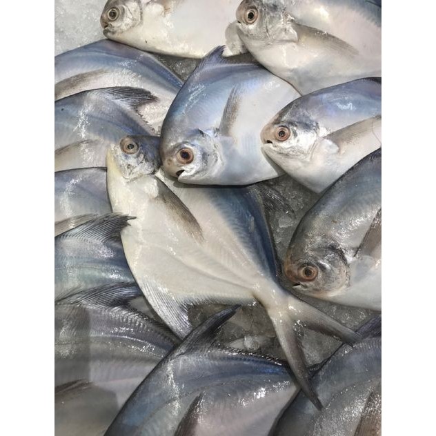 

Ikan bawal putih biasa segar ukuran 1 kilogram