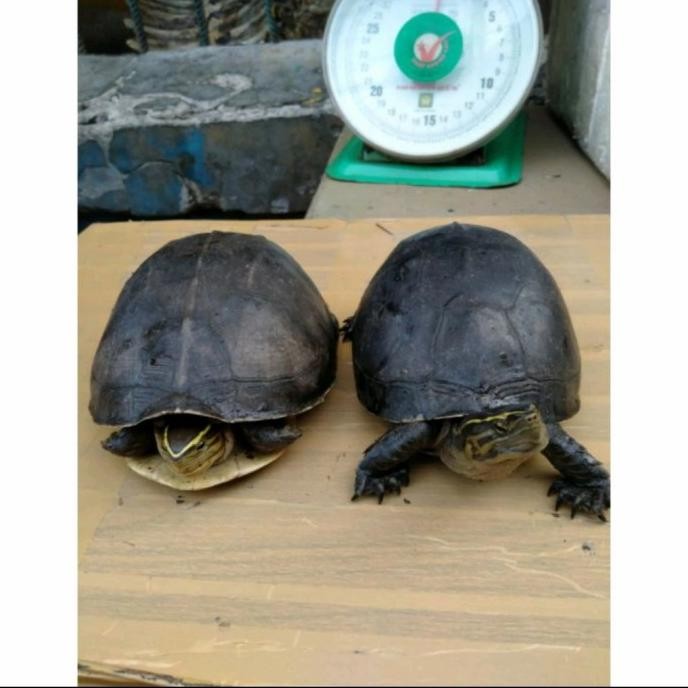 kura kura ambon batok sepasang indukan [ FREE PELET]