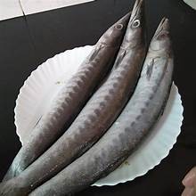 

Ikan kacang kacang segar ukuran 1 kilogram