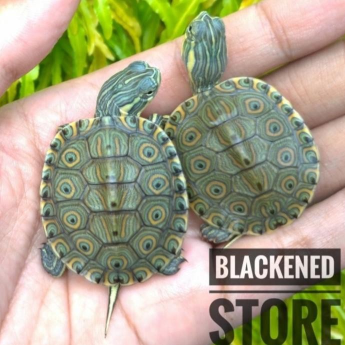 Venusta / Peacock Slider Kura Air / Turtle