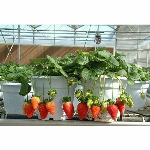 FREE ONGKIR Bibit buah Strawberry Korea - Strawberry Nyoho - Bibit Import