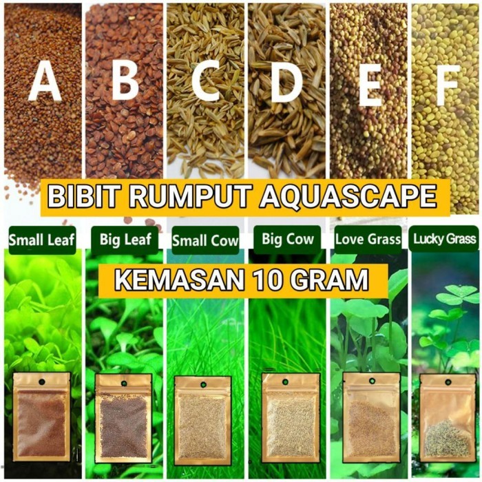 EKSLUSIF Bibit Rumput Tanaman Aquascape Karpet Hias Carpet Seed Aquarium