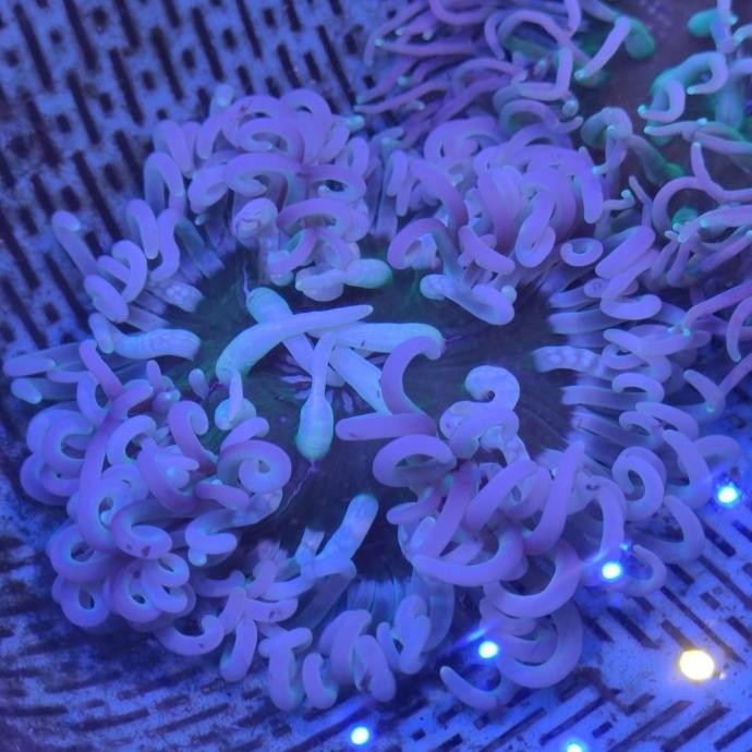 WYSIWYG ANEMON CLOWN KLON HIJAU 1 1111T