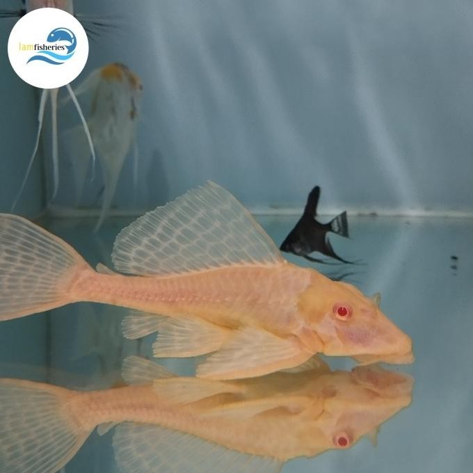 IKAN PLECO GIBBICEP L083 IKAN HIAS 1311T