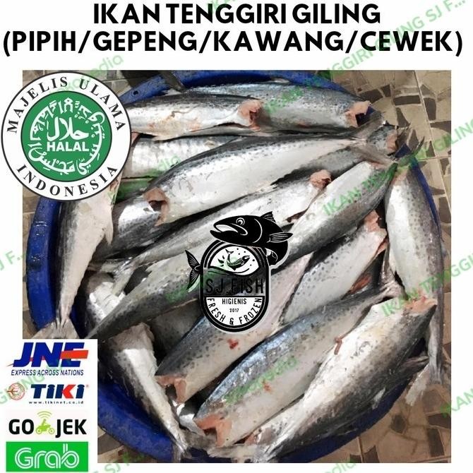 

Ikan Tenggiri Giling Pipih/ Kawang/ Cewek/ Gepeng Super Original Dan Terpercaya