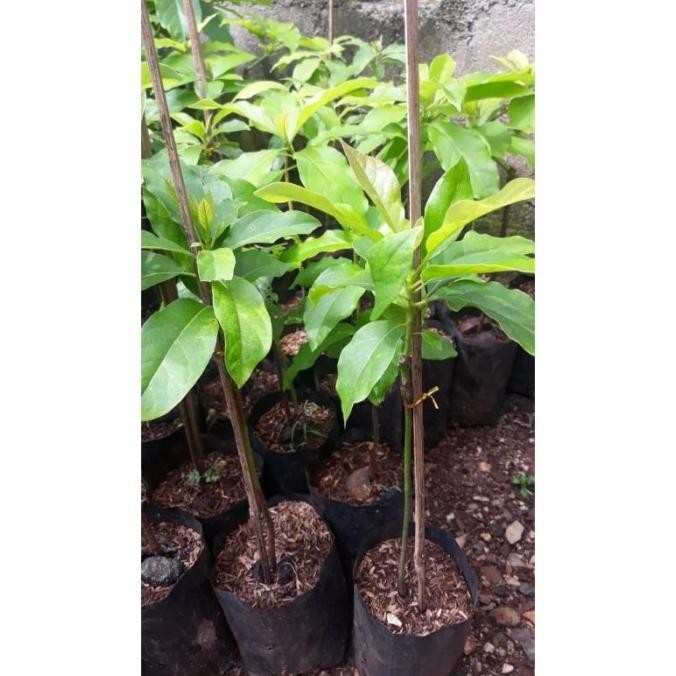 Bibi Alpukat Siger 1sibatu beli 5 Gratis 1 MURAH