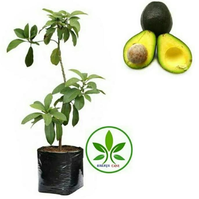 Bibit Tanaman Buah Alpukat Miki/Alpukat Mentega/Poho Buah Alpukat Miki MANTEP