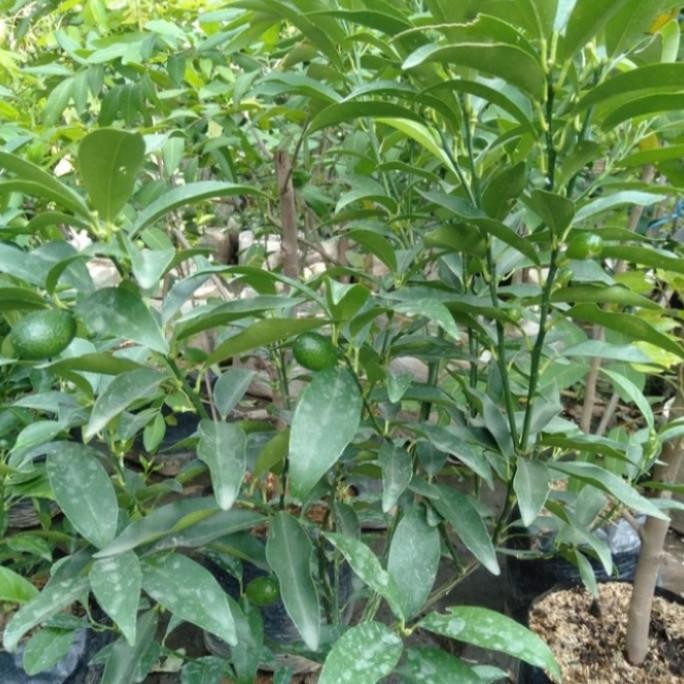 

Jeruk Nagami Bibit Tanaman Pohon Buah Jeruk Nagami MANTEP