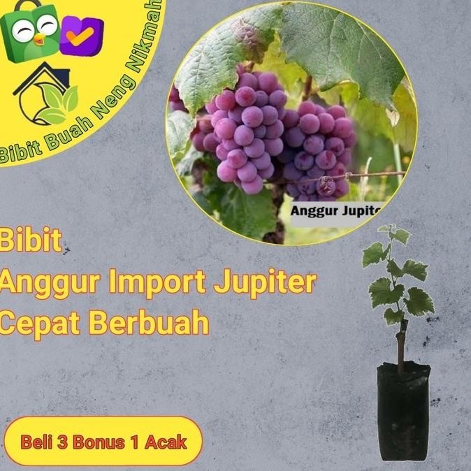

Bibit Tanaman Buah Anggur Import Jupiter Cepat Berbuah 1 MANTEP