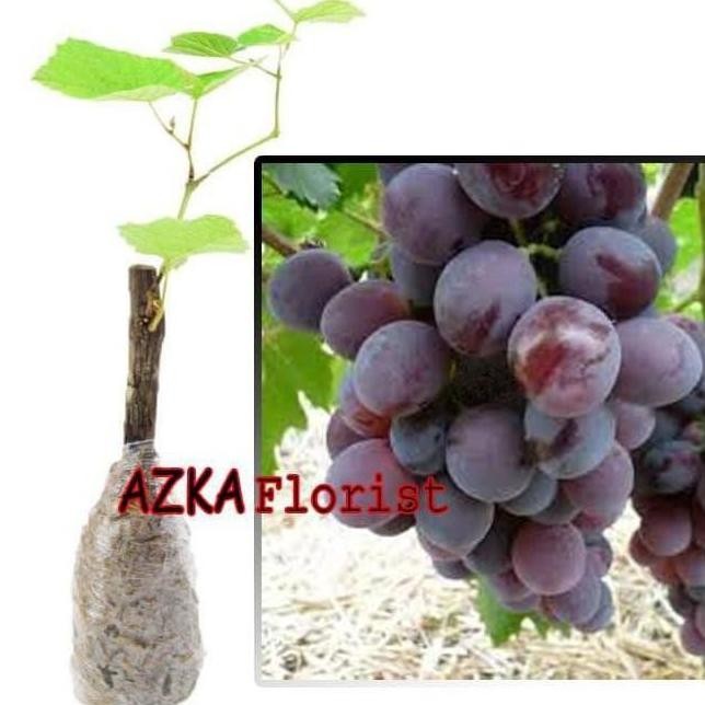 

KLITAS Bibit Tanaman Buah Anggur Import Ninel Tanaman Hidup MANTEP