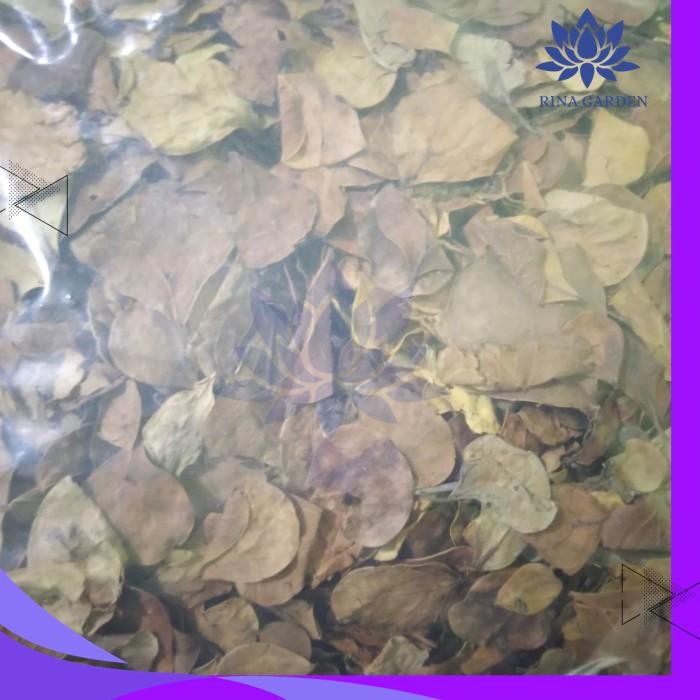 

DAUN TABAT BARITO KERING - HERBAL KEWANITAAN KUALITAS TERBAIK