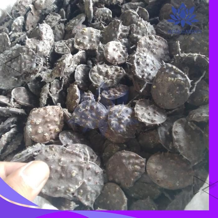 

HERBAL SEPRANTU 1KG KERING / SEPARANTU / SAPARANTU KUALITAS PRODUK TERBAIK