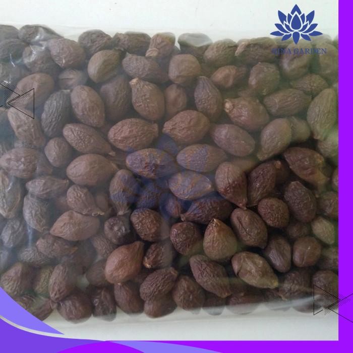 BUAH TEMPAYANG 100GR / BIJI KEMBANG SEMANGKUK PRODUK PILIHAN