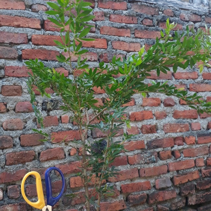 Tanaman Bonsai Kaliandra Import Bunga Pink. -Gratisongkir