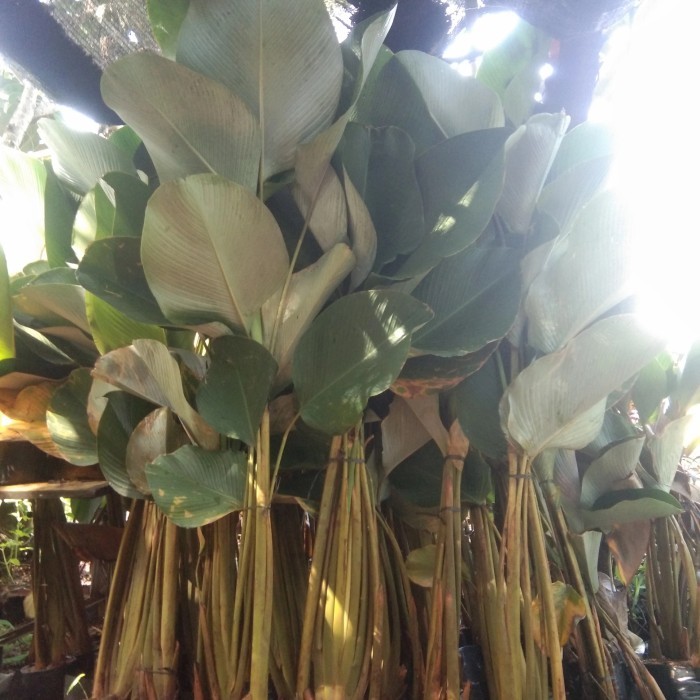 Tanaman Hias Pisang Kalatea Ukuran Besar Tinggi / Calathea Luthea -Gratisongkir