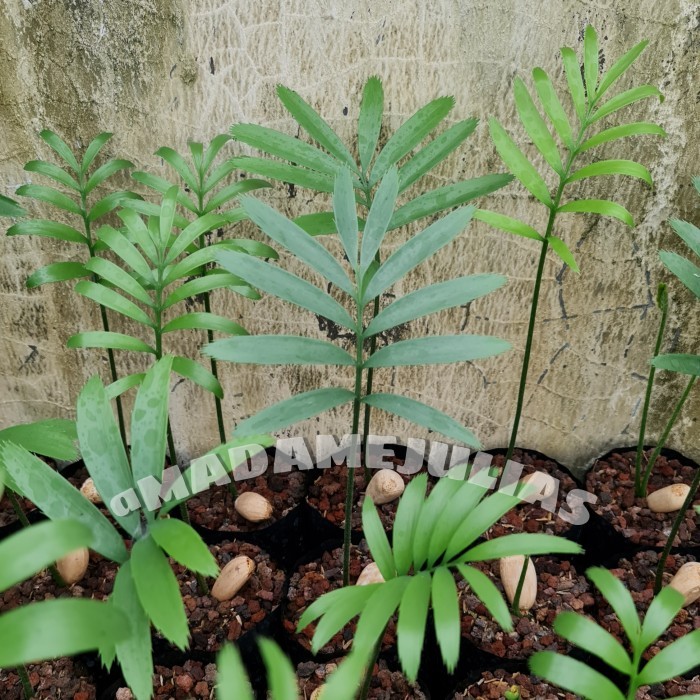 Bibit Tanaman Hias Encephalartos Seedling -Gratisongkir