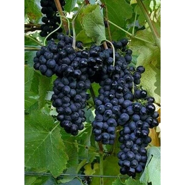 

BIBIT ANGGUR BALI / ALFONSO