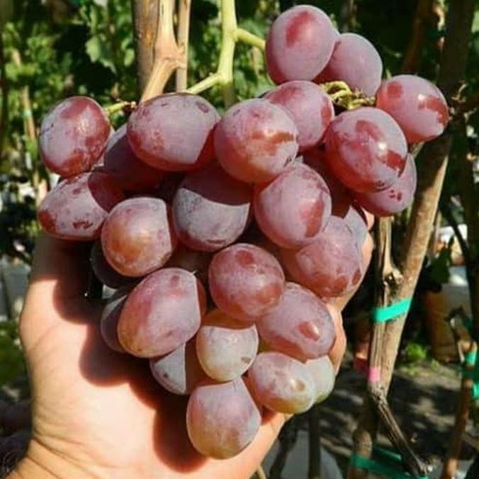 

BIBIT ANGGUR IMPOR COUNT OF MONTE CRISTO