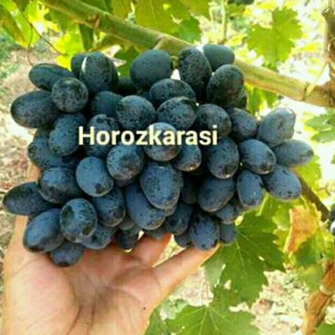 

BIBIT ANGGUR IMPORT HOROZKARASKI
