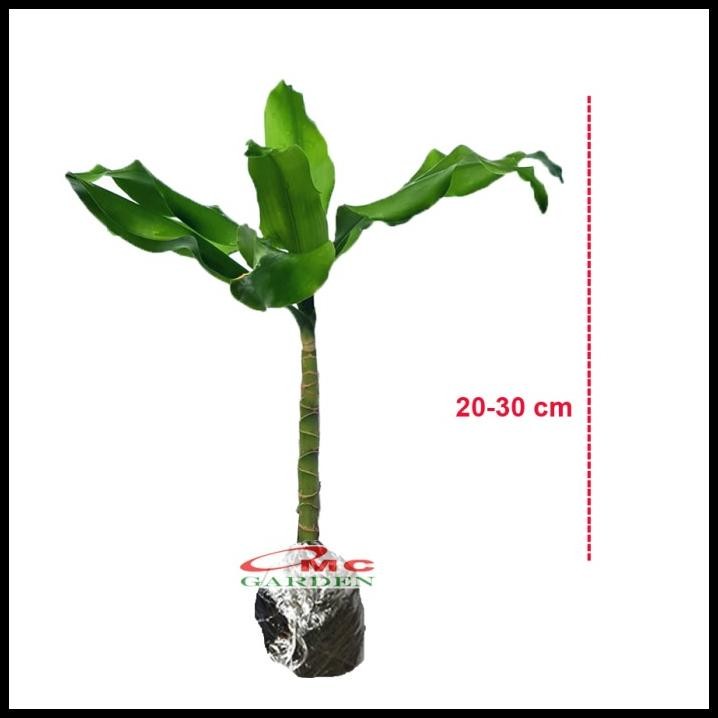 

TERBARU HANJUANG ANDONG HIJAU ULIR BOR DRACAENA FRAGRANS MASSANGEANA CORN 2030 !