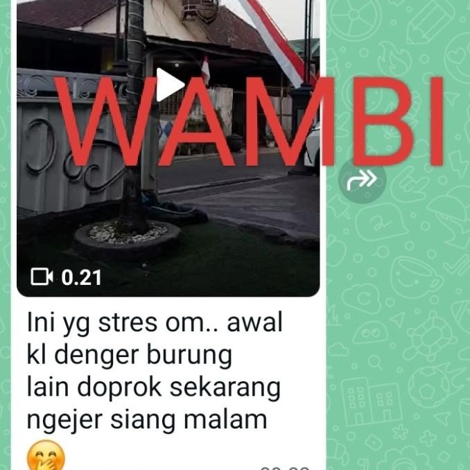 DISKON Pakan burung import voer wambi murai poksay anis kacer dll