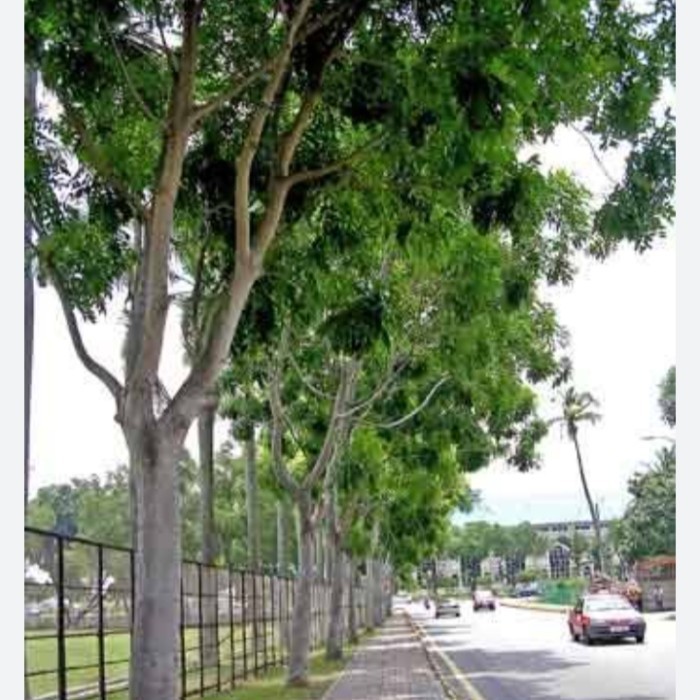 TERBARU - Pohon peneduh Angsana tinggi 2meter
