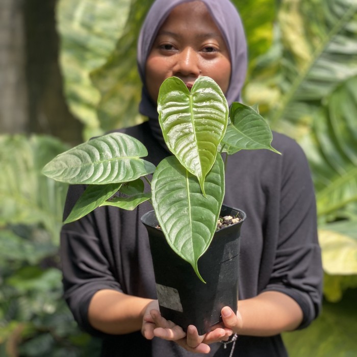 NEW Anthurium Veitchii Narrow Small