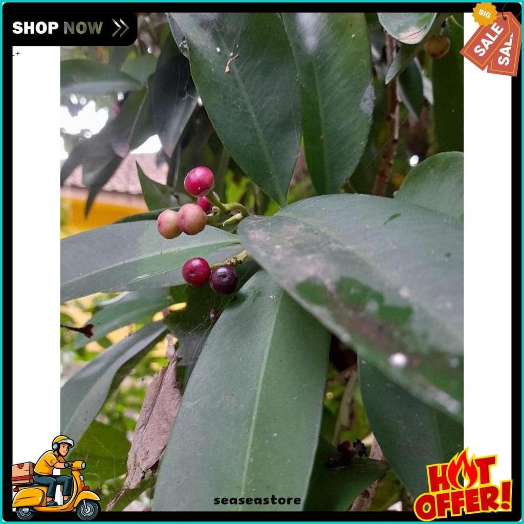 

Daun Lempeni Segar (100G) (Lagi Rame)