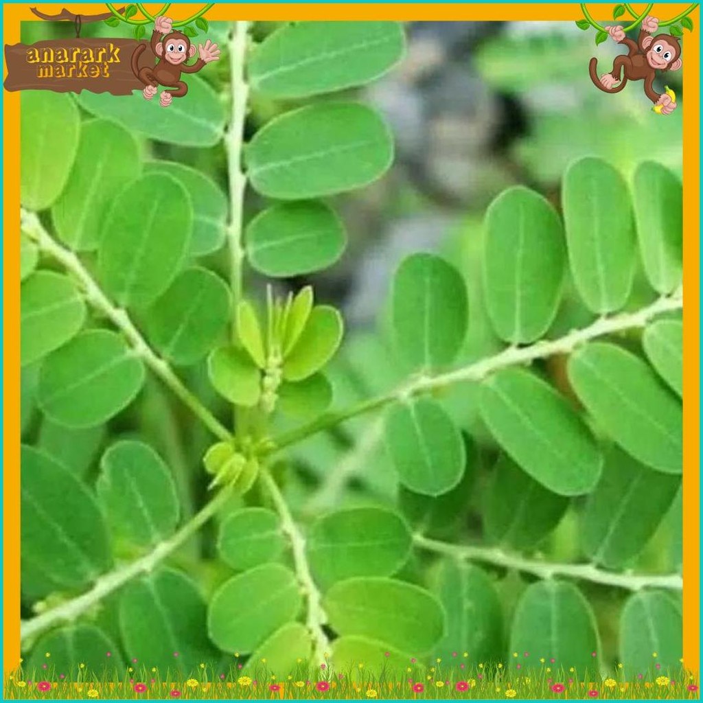 

Daun Meniran Segar 500 Gram (Order Sebelum Ketinggalan)