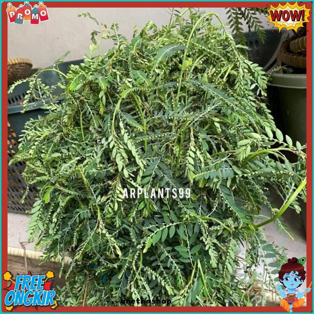 

Daun Meniran Segar 500 Gram (Cod)