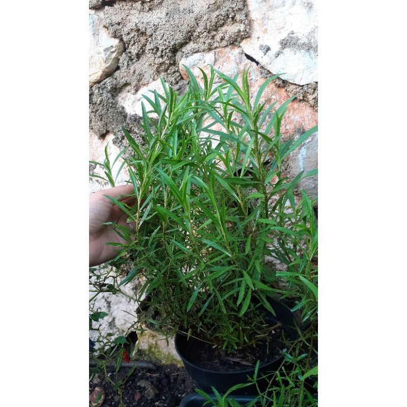 

Tarragon | Bumbu Masak Herbs