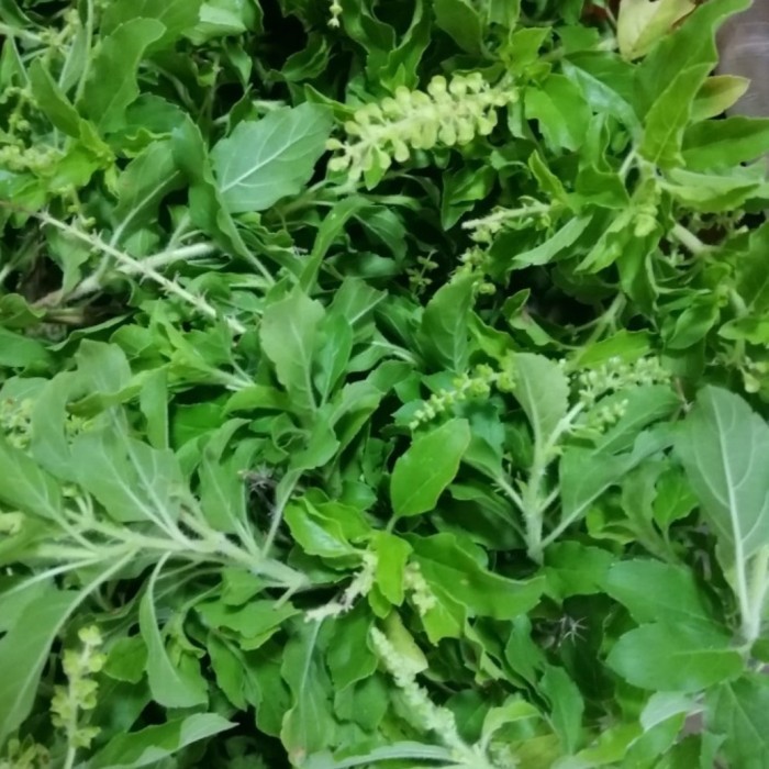 

Daun Ruku Ruku/ Daun Tulsi Bumbu Masak 1 Kg