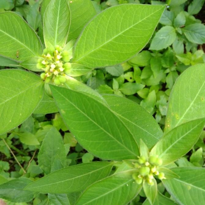 

Top-Rated Product Daun Sena atau Katemas atau Patik mas 1kg
