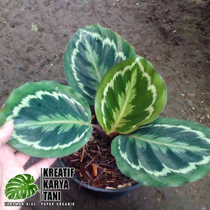Tanaman Hias Calathea Medalion - Calathea Medalion Original