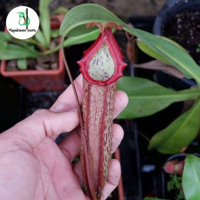 nepenthes / kantong semar miranda hybrid maxima northiana