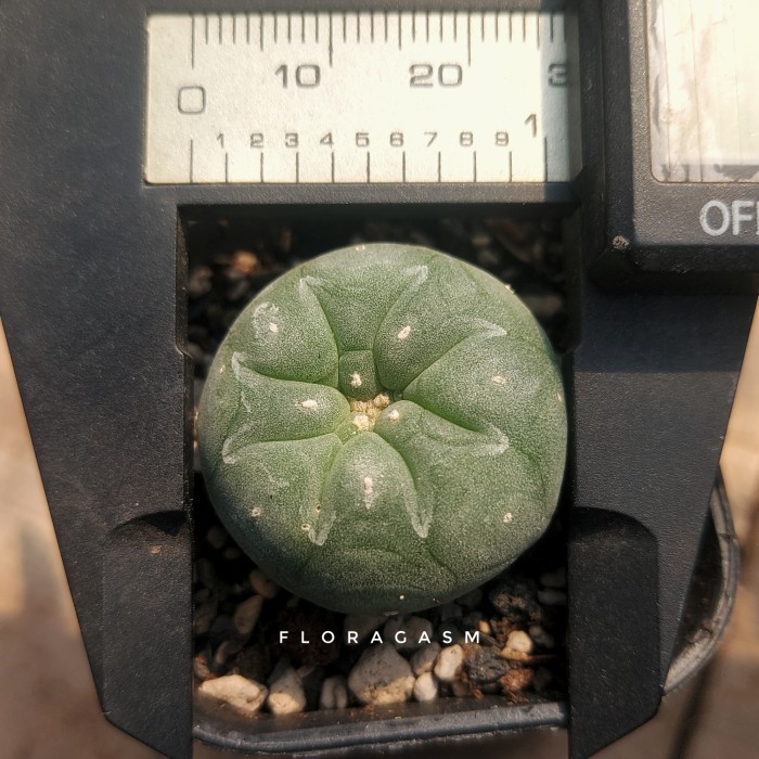 Kaktus Lophophora Fricii Seedling
