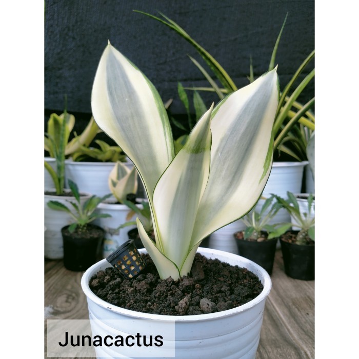 Sansevieria Moonshine Splash